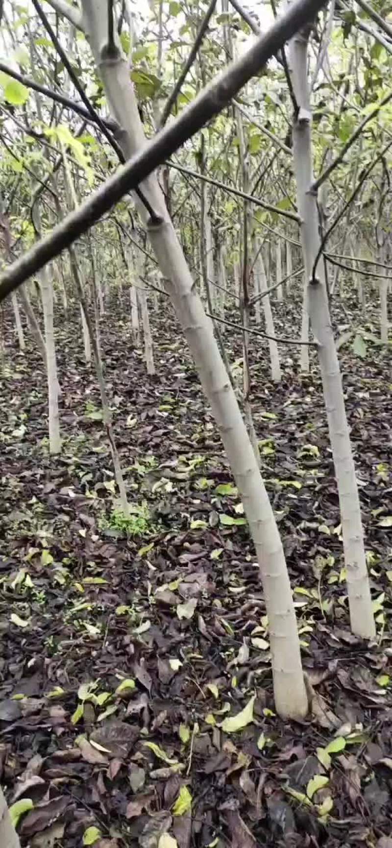 456占地核桃树，核桃苗