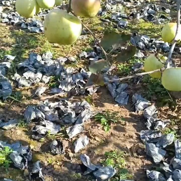 富士苹果摘袋中有需要的老板可以电联