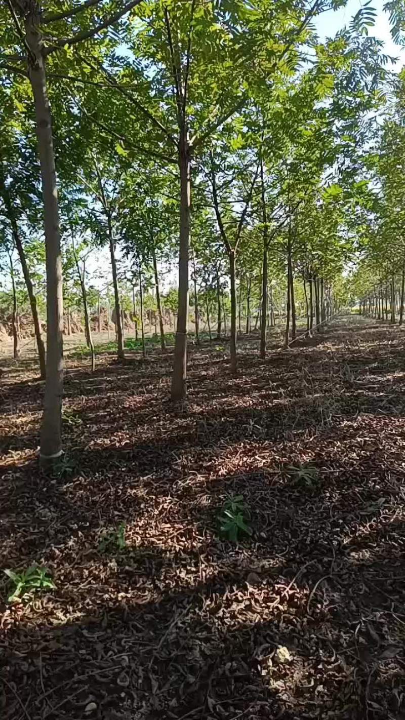元宝树枫杨树