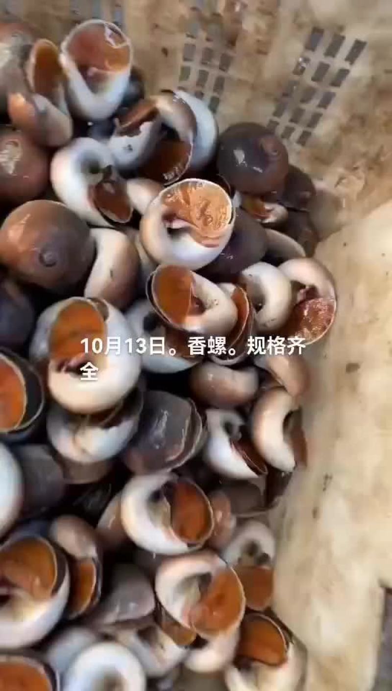 香螺