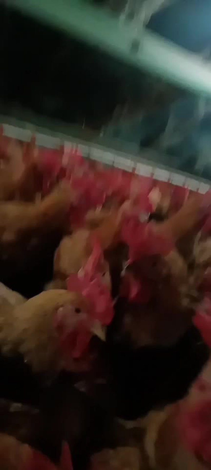 每天三千只优黄公出栏
