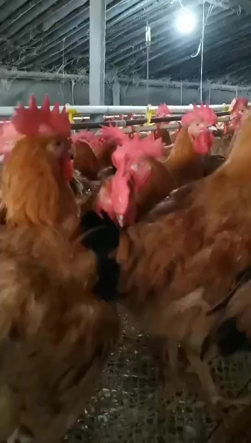 每天三千只优黄公出栏