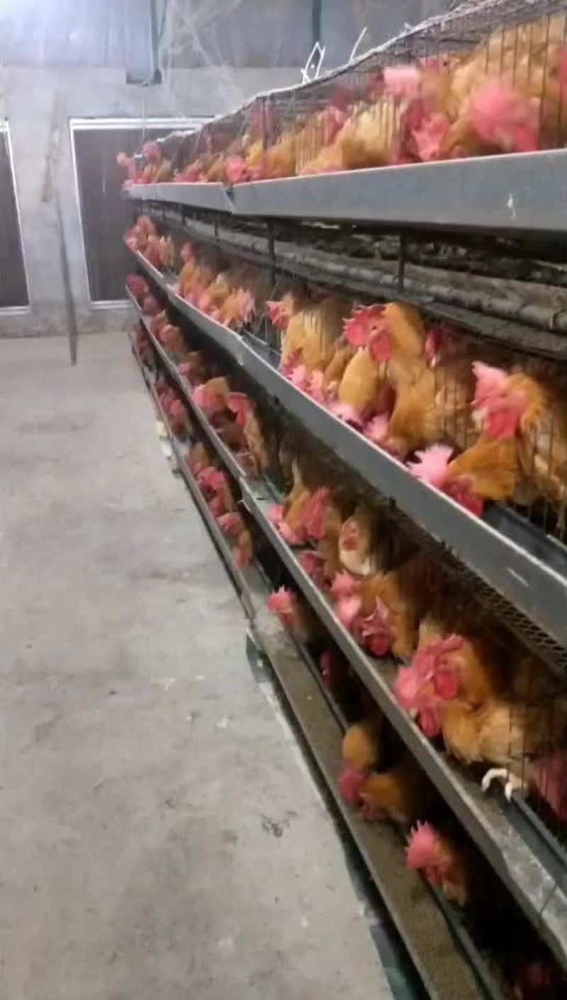 每天三千只优黄公出栏
