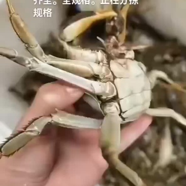 大闸蟹
