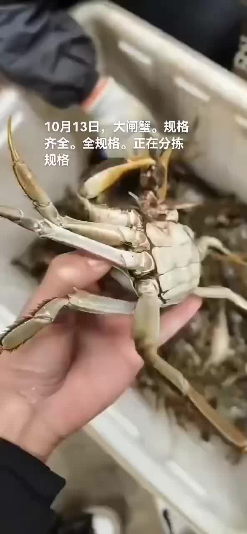 大闸蟹