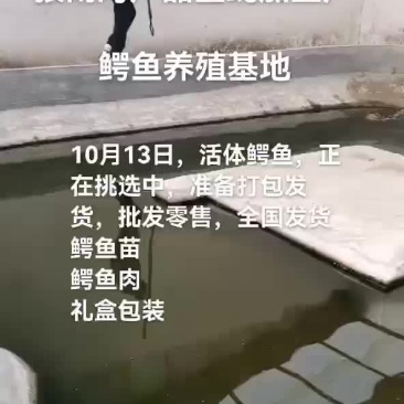 鳄鱼。鳄鱼苗，鳄鱼肉