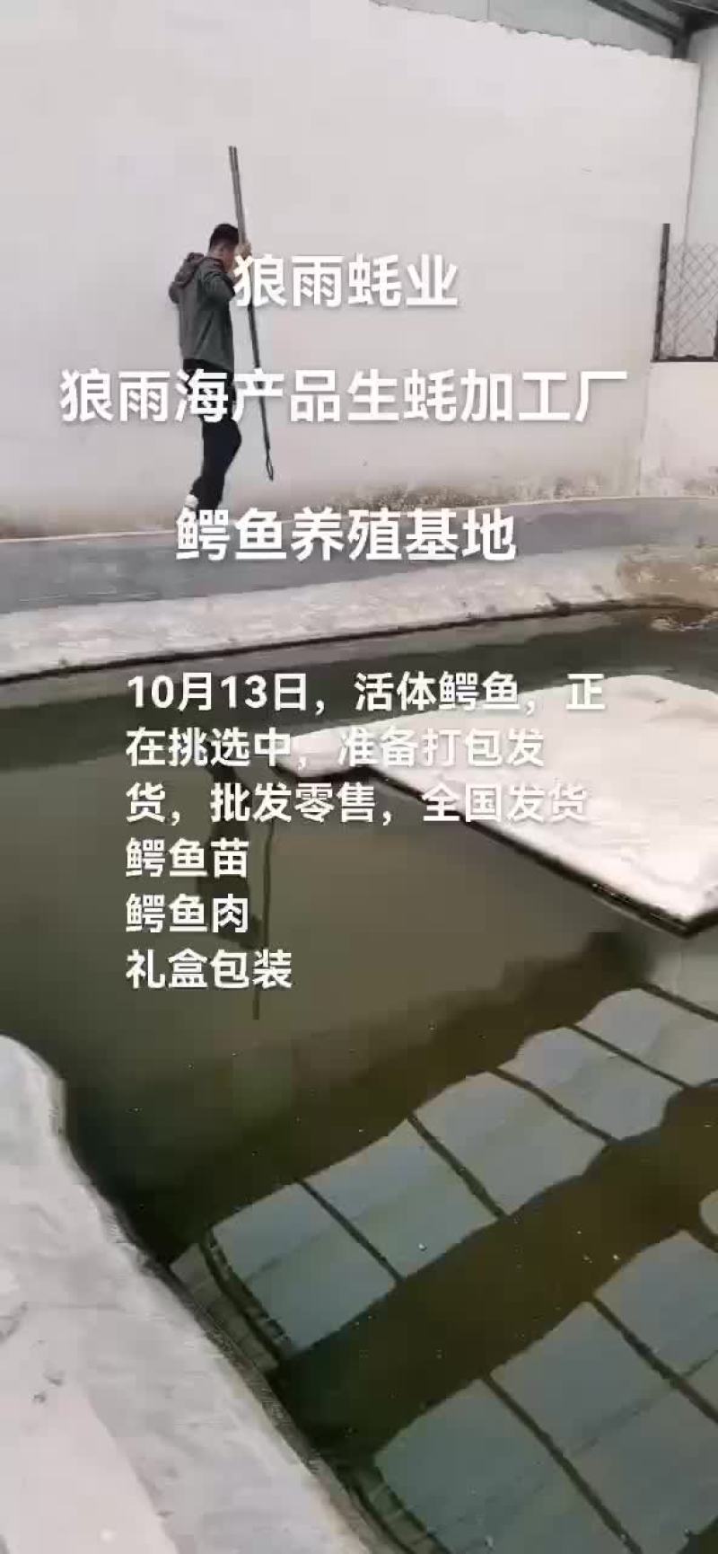鳄鱼。鳄鱼苗，鳄鱼肉