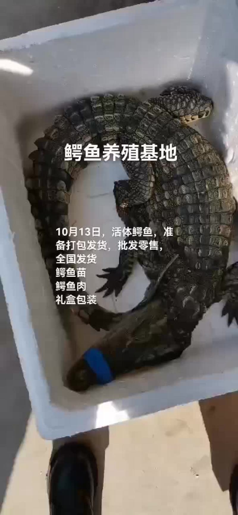 鳄鱼。鳄鱼苗，鳄鱼肉