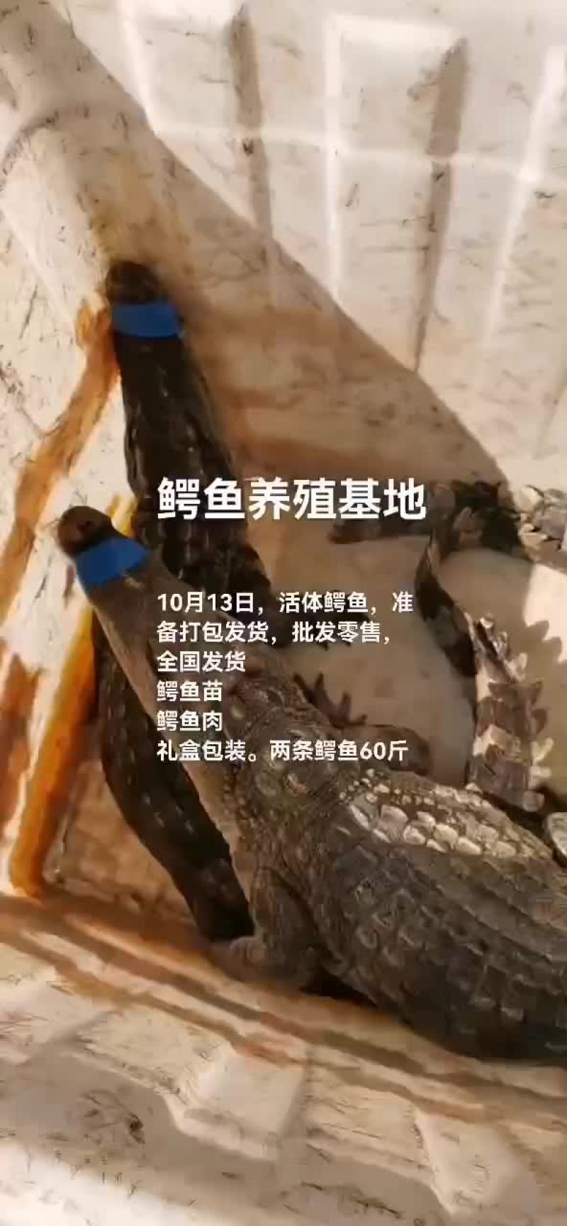 鳄鱼。鳄鱼苗，鳄鱼肉