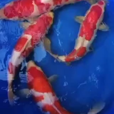 日本锦鲤