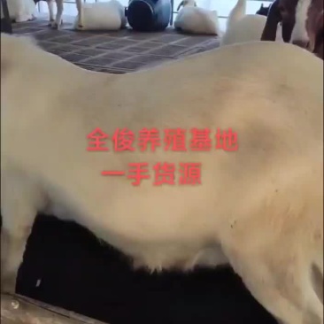 波尔山羊
