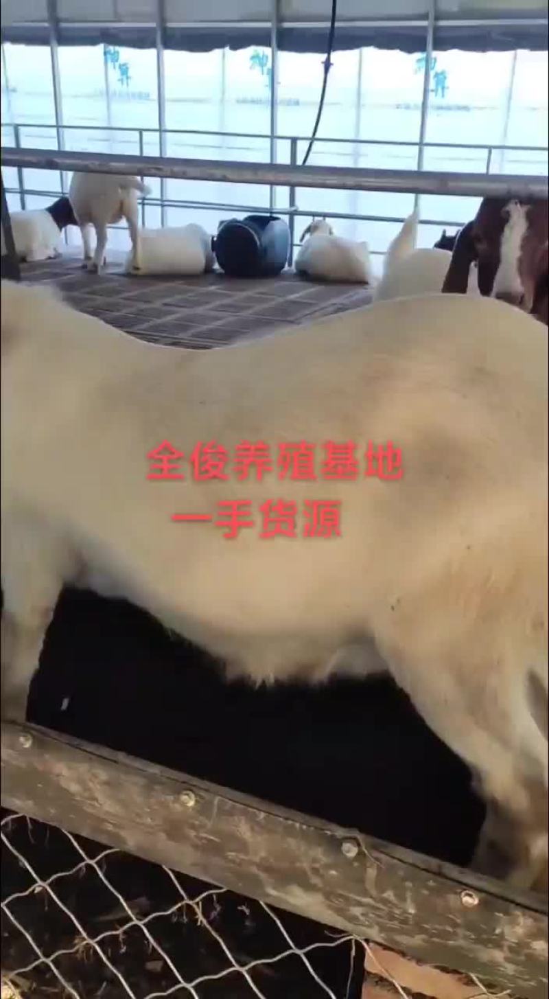 波尔山羊