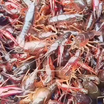 需要成品鱼和小龙虾的品种规格齐全