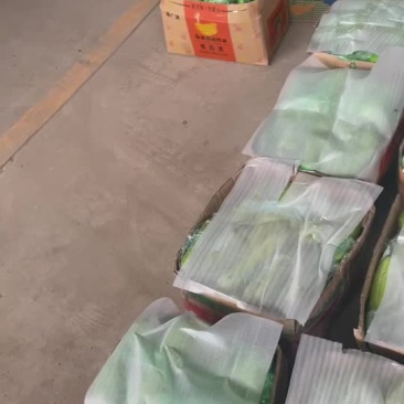 新苗以下，精品西葫芦，需要联系啦