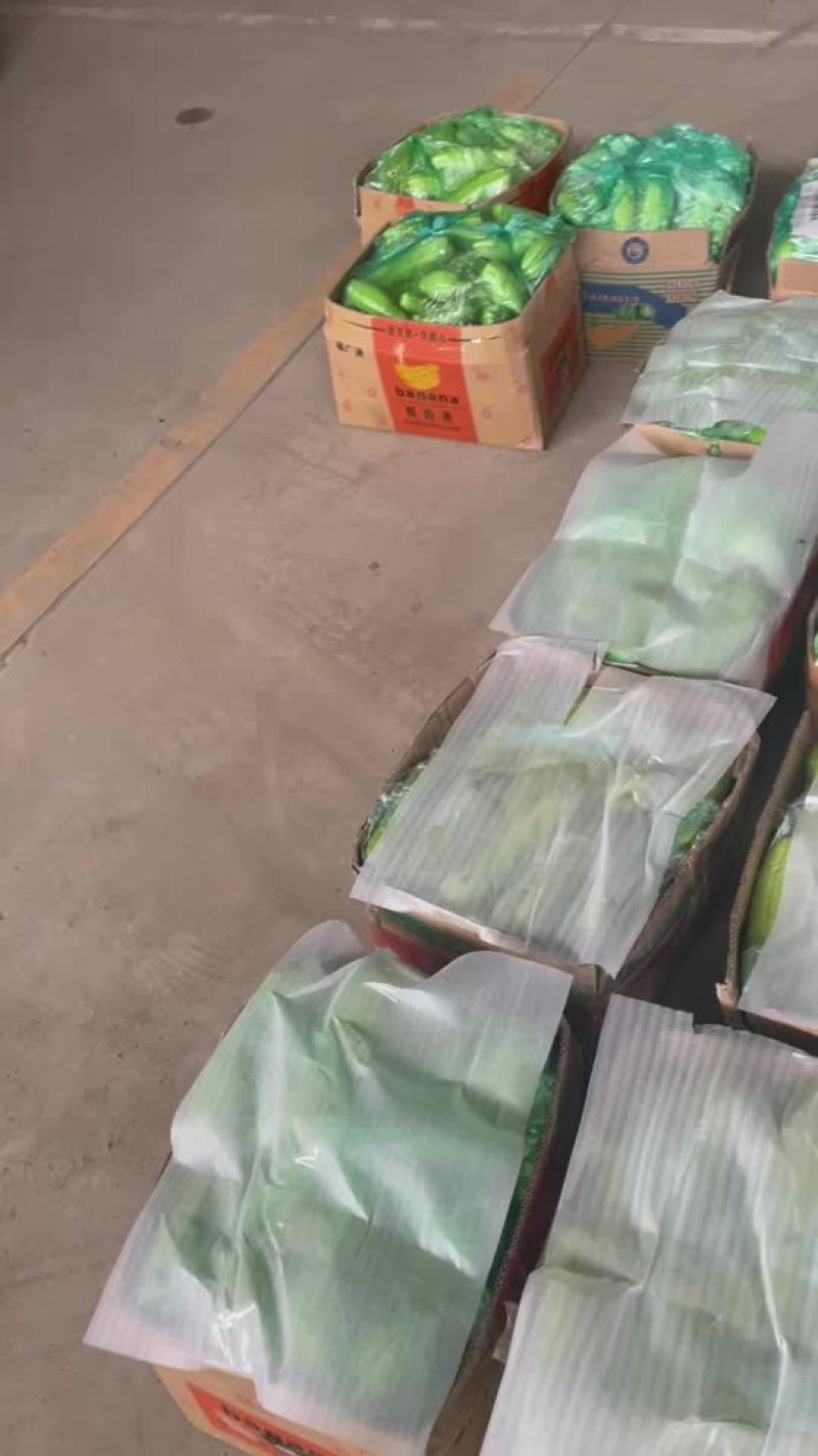 新苗以下，精品西葫芦，需要联系啦