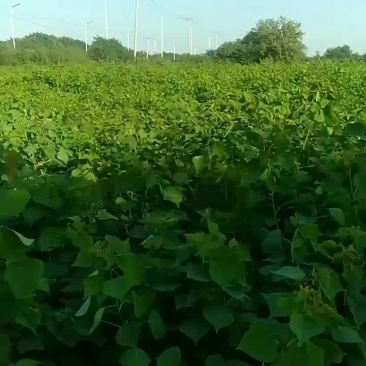 乌桕树苗