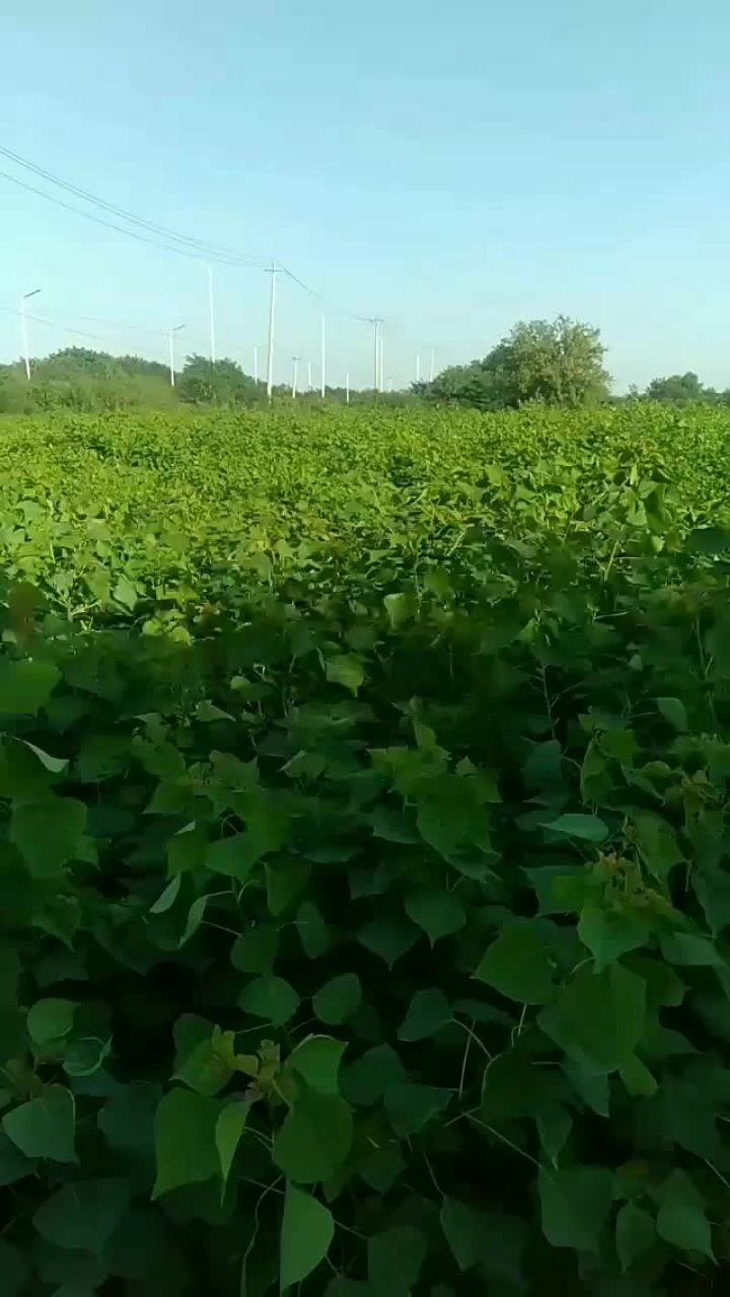 乌桕树苗