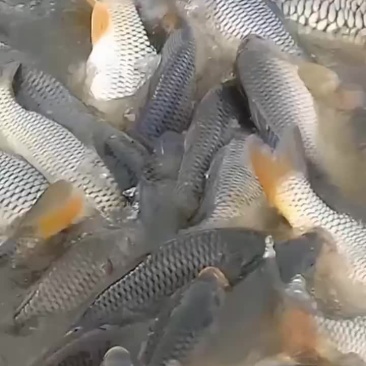 鲤鱼