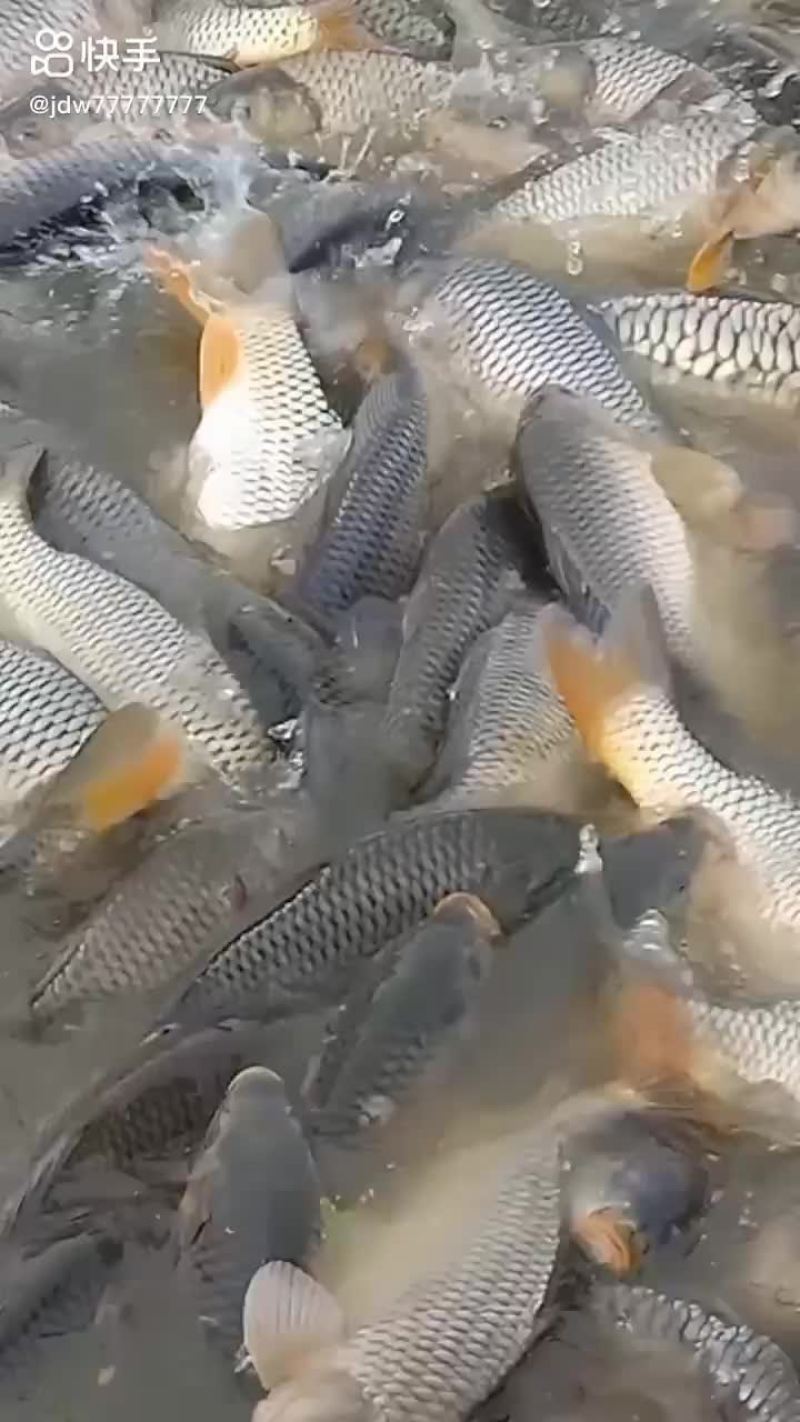 鲤鱼