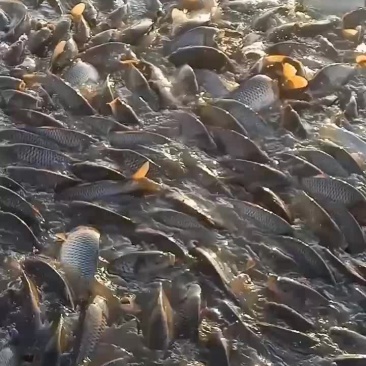 黄河鲤