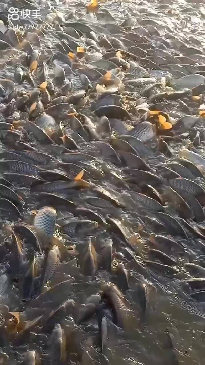 黄河鲤