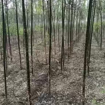 国槐苗