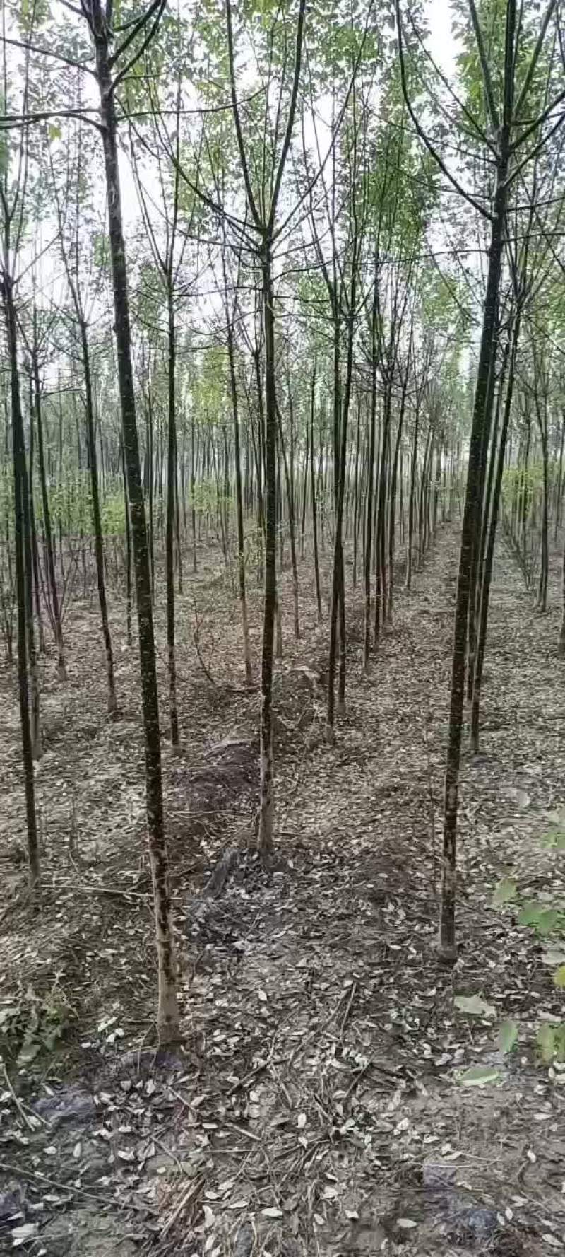 国槐苗