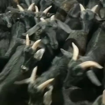 黑山羊烤羊