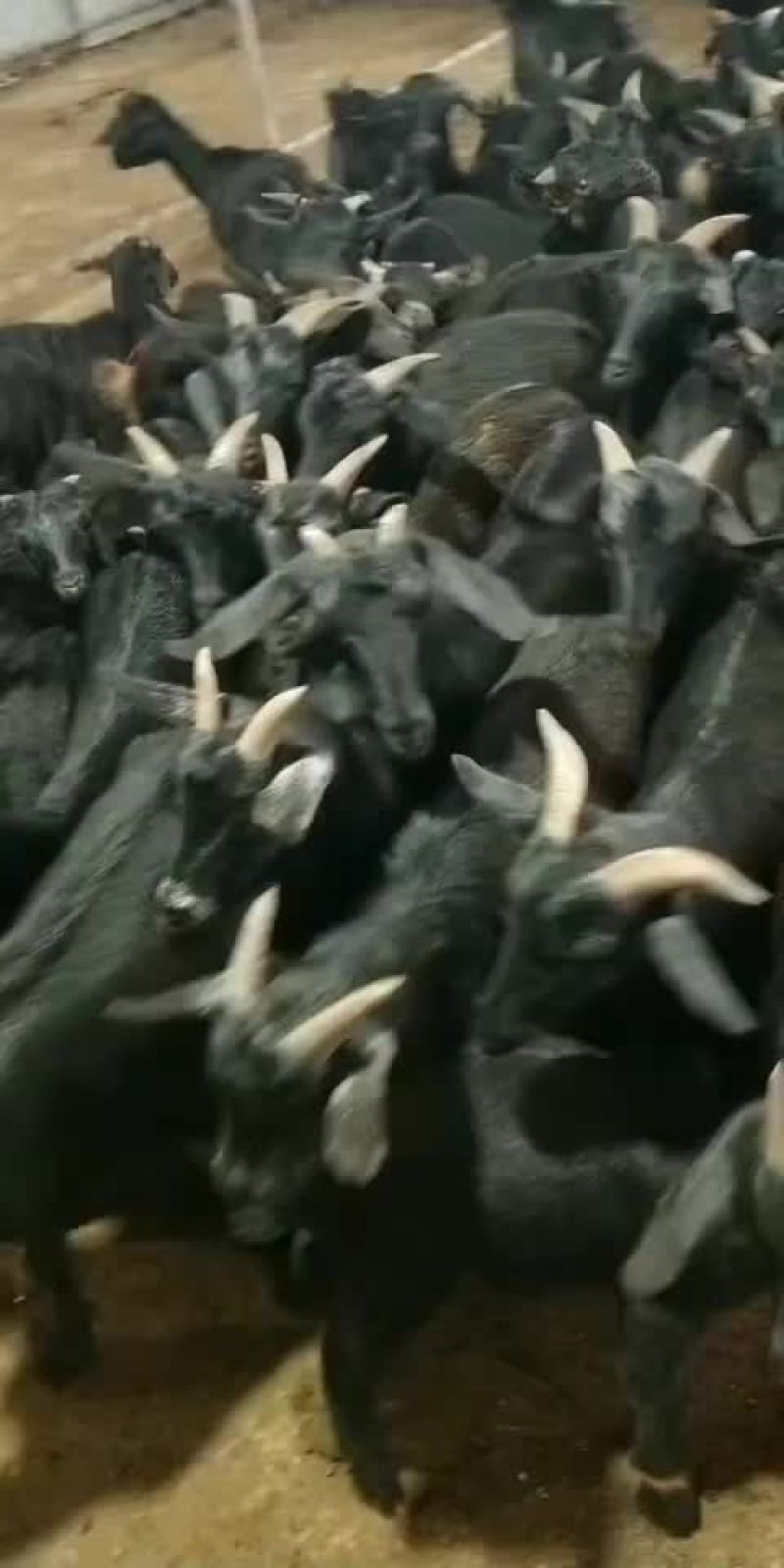 黑山羊烤羊