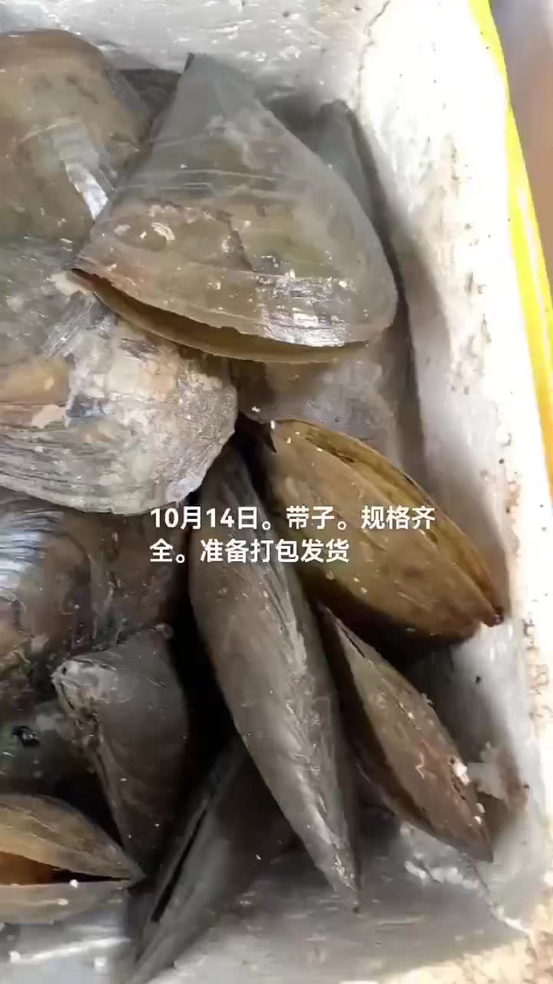 扇贝带子