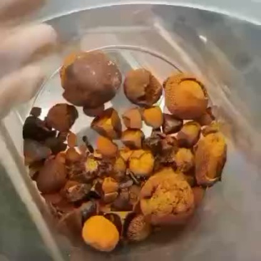 牛黄