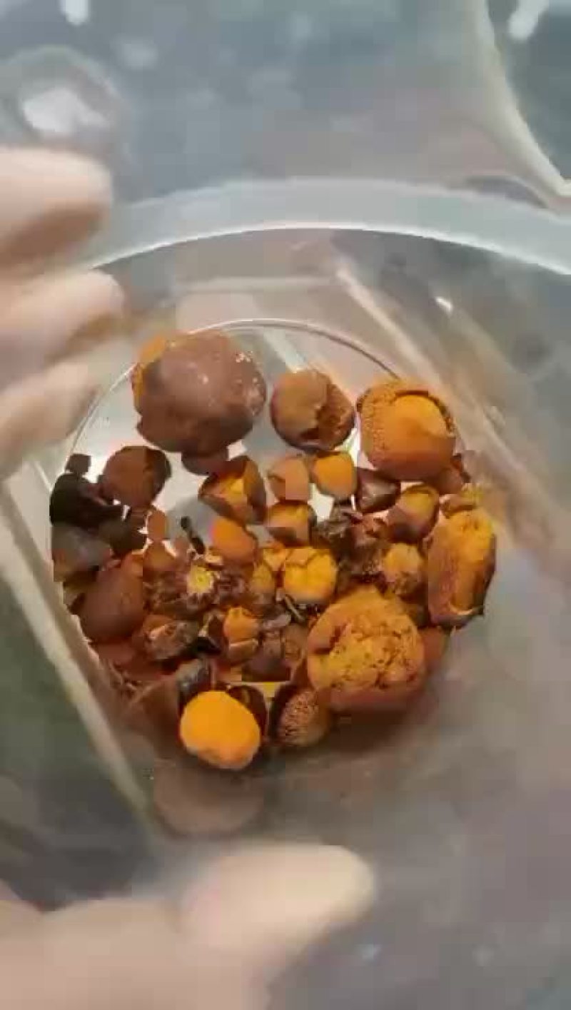 牛黄