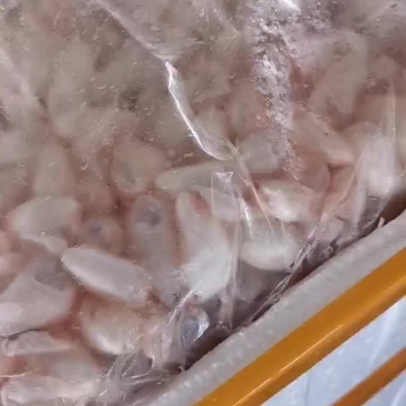 鱼泡