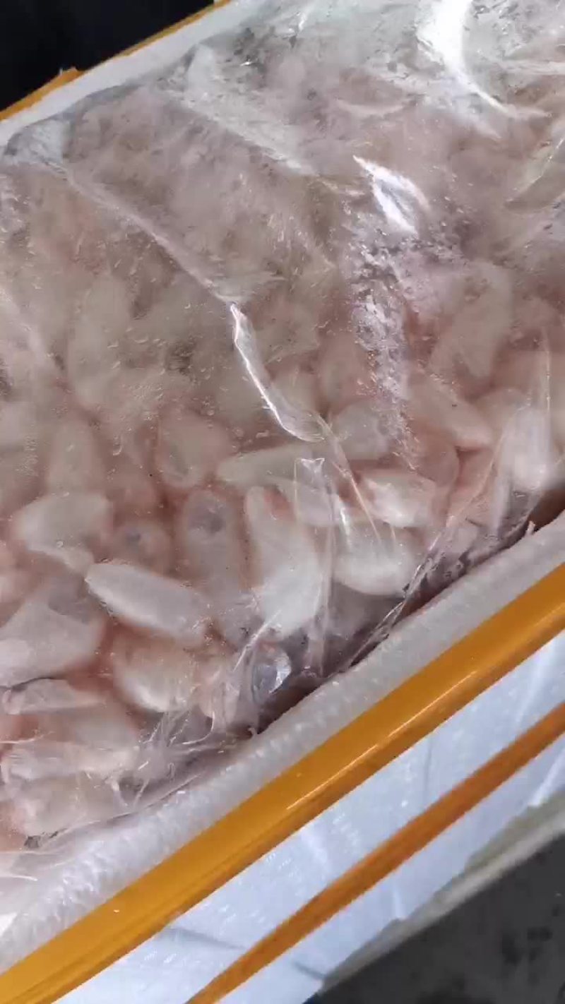 鱼泡