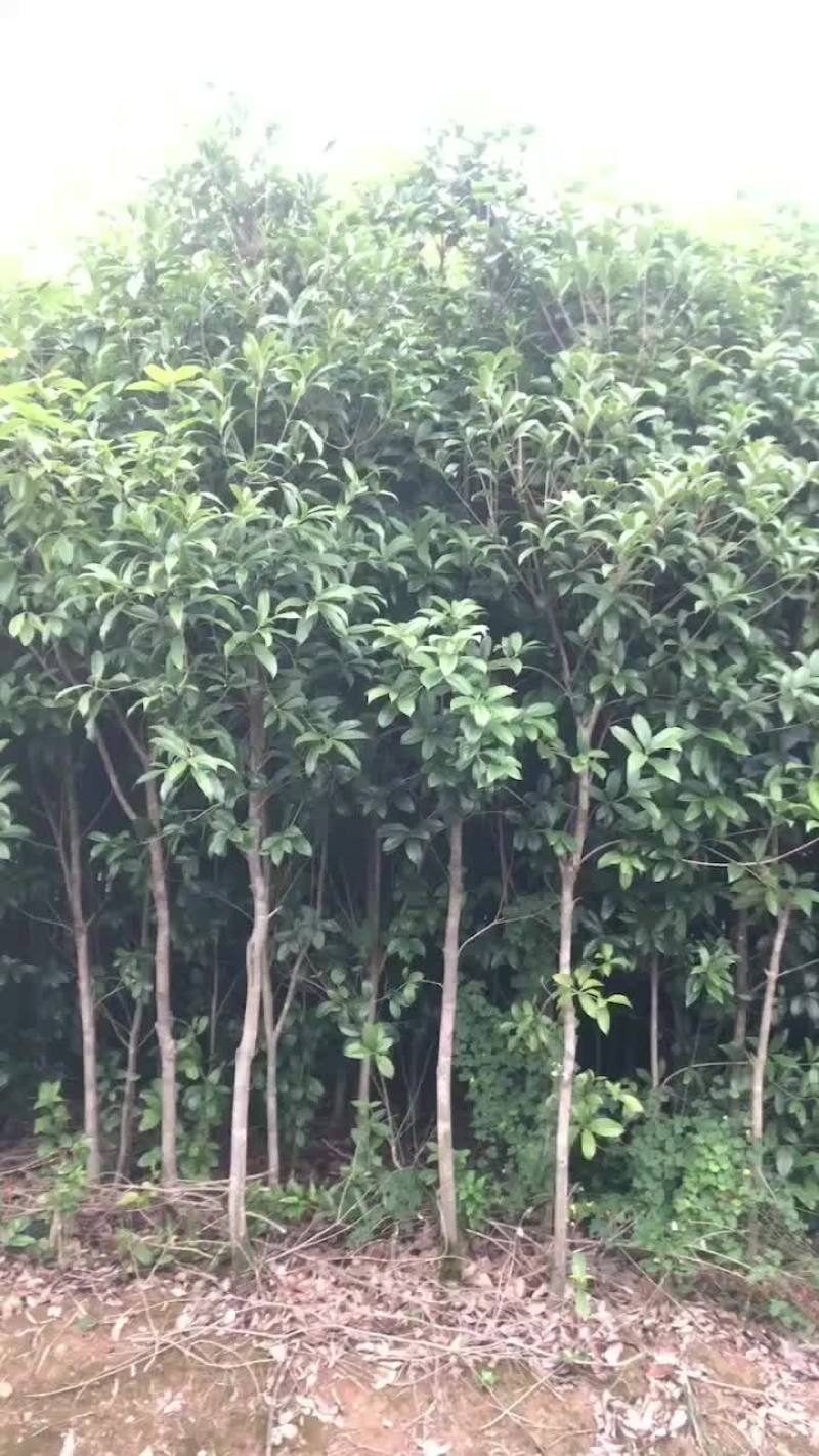 桂林树6公分1米2开枝