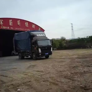 精品龙眼葡萄