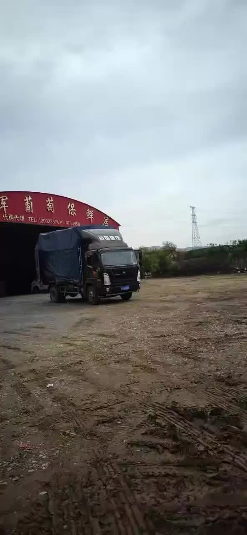 精品龙眼葡萄