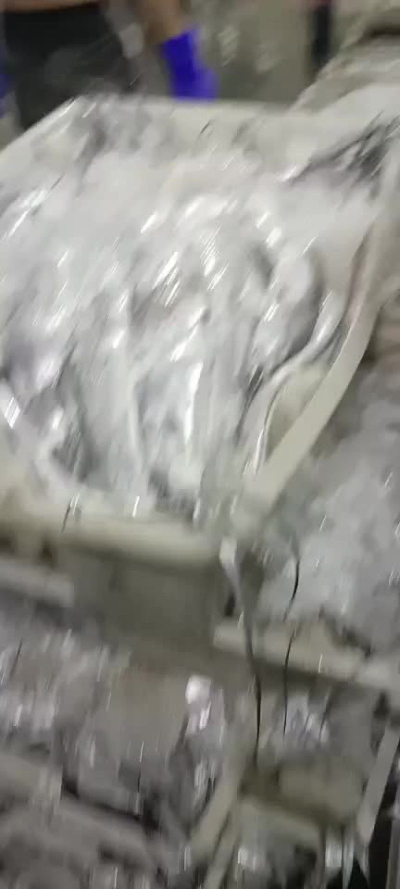 鲳鱼