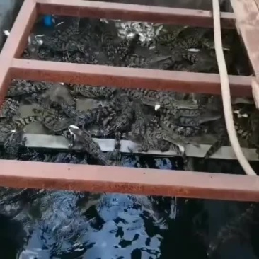 鳄鱼苗