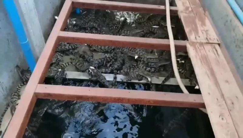 鳄鱼苗