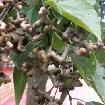 拐枣