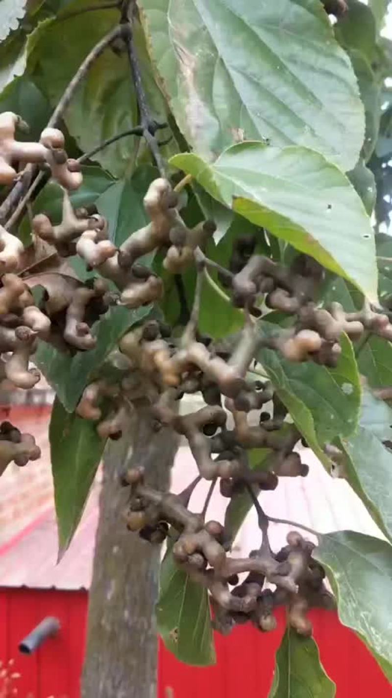 拐枣