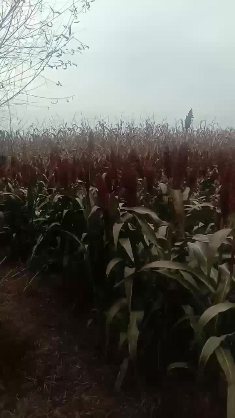 高粱