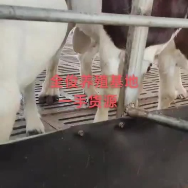 波尔山羊