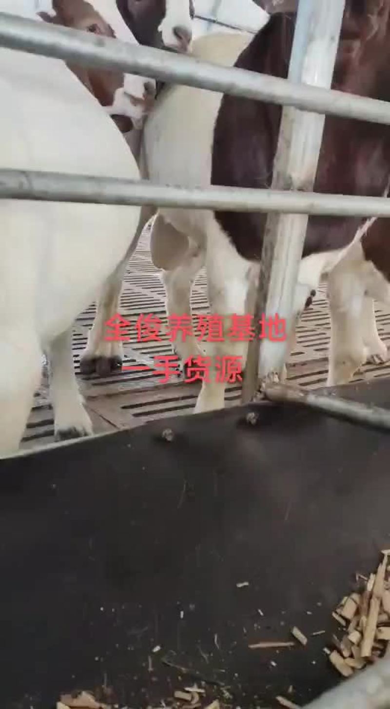 波尔山羊