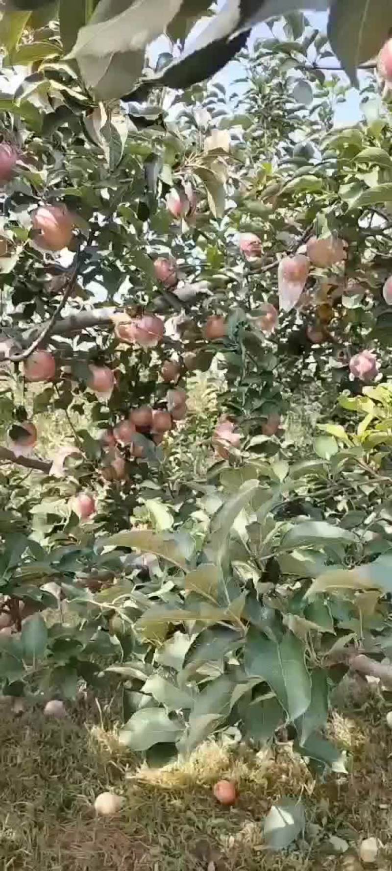 各种柿子大量上市中
