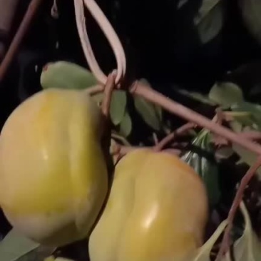 各种柿子大量上市中