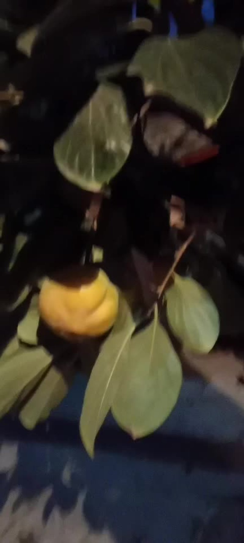 各种柿子大量上市中