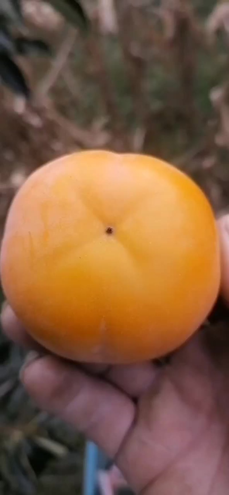 各种柿子大量上市中