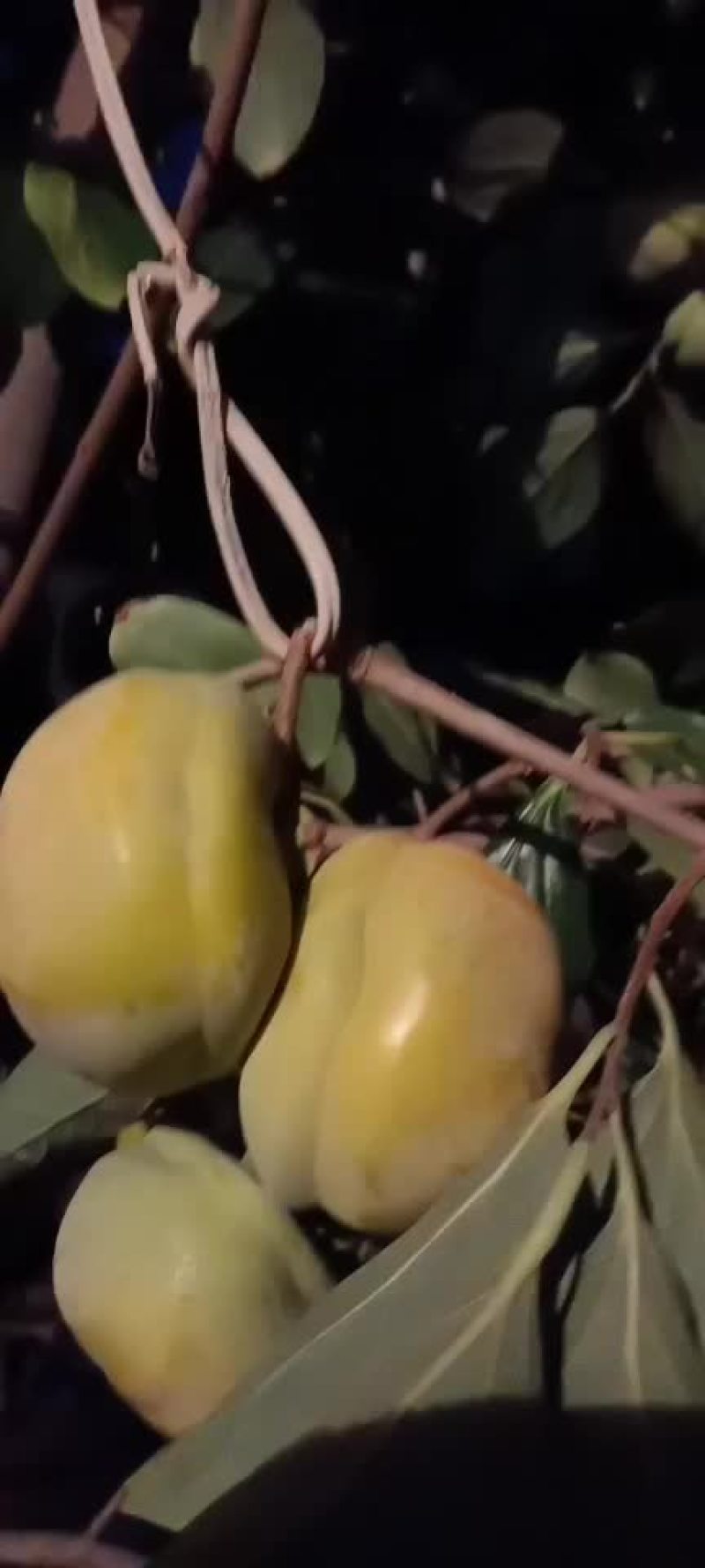 各种柿子大量上市中